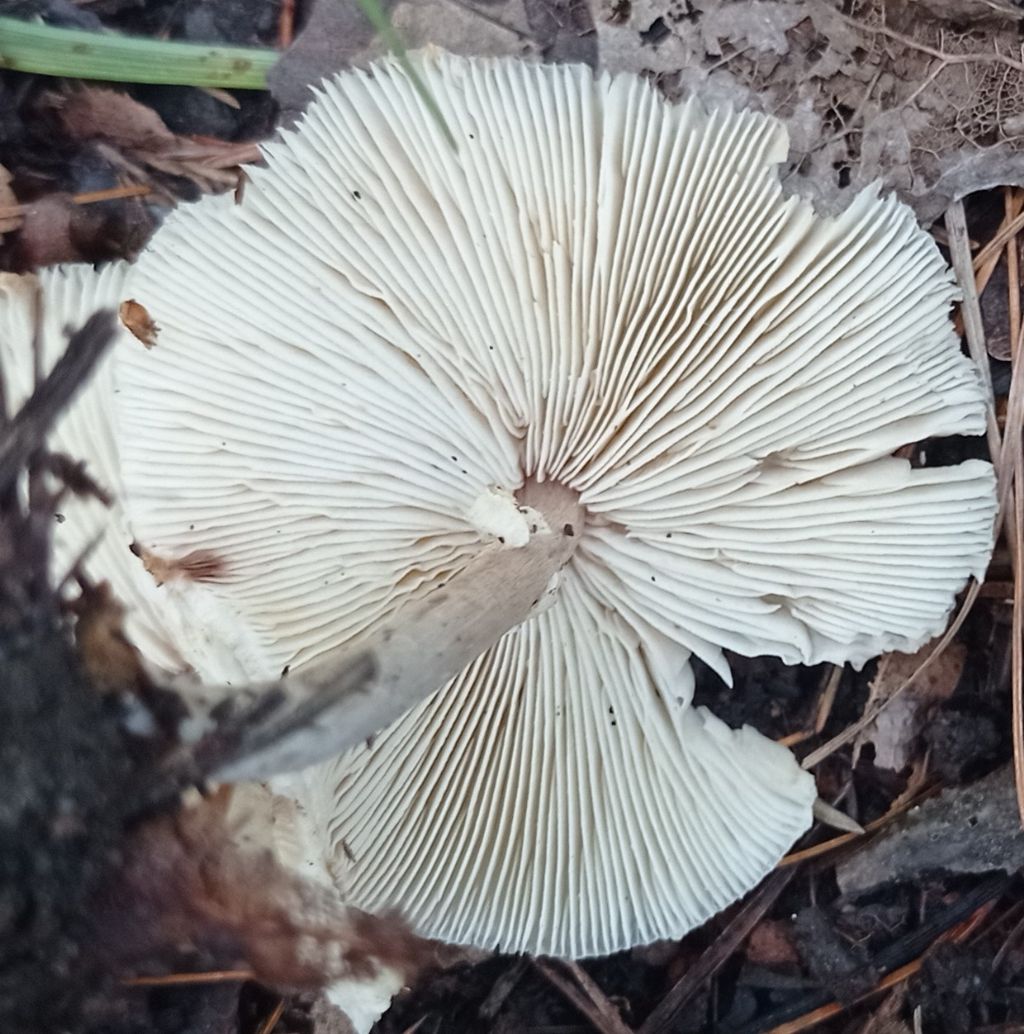 Lepiota sp.